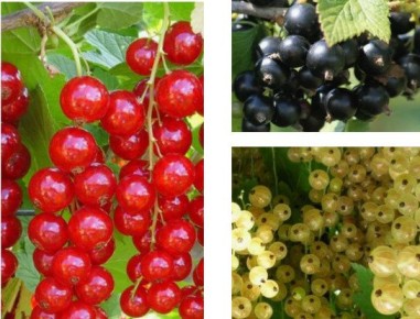 ��� �������� ������ � ��������� ���������: ������� ��������� ������