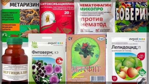 ������������ ������ ����������: 15 ������ ������� ��� ������ ���� � 2026 ����