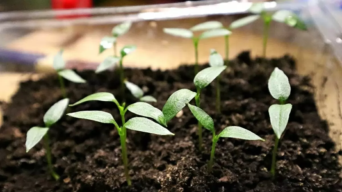 Как правильно пересаживать перец: три эффективные схемы для успешных огородников