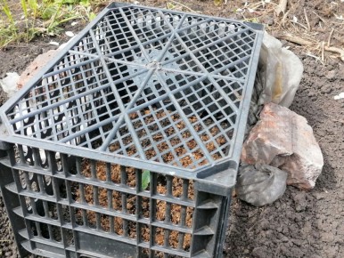 7 трудных ситуаций при выращивании огурцов: как не остаться без урожая