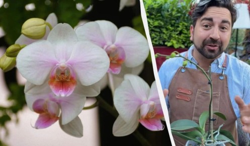 Как добиться повторного цветения орхидей: советы от садового дизайнера