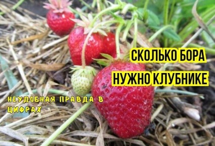 Тайны борной подкормки клубники: ошибки, которых стоит избегать