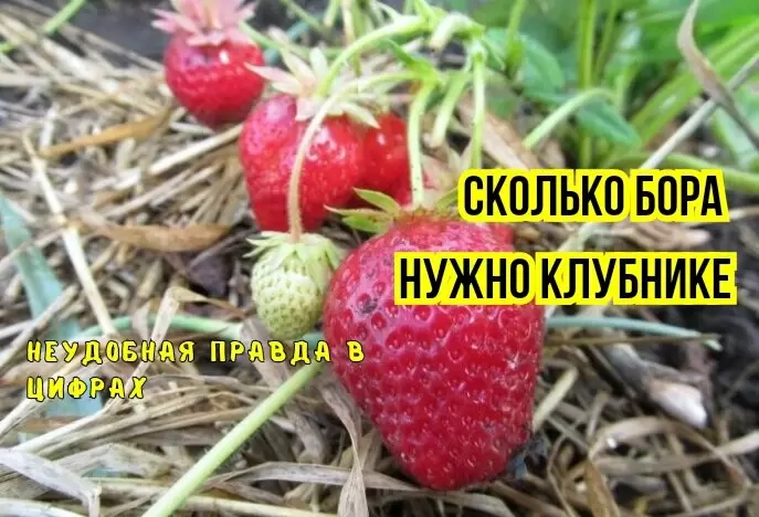 Тайны борной подкормки клубники: ошибки, которых стоит избегать