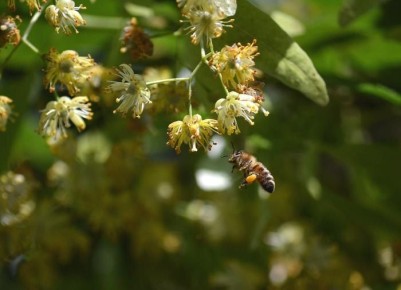 Липовый чай: секреты сбора и приготовления полезного напитка