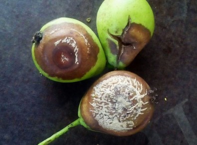 Почему груши гниют на дереве и как спасти урожай от монилиоза