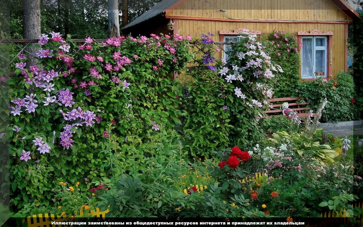 Причины отсутствия цветения клематисов