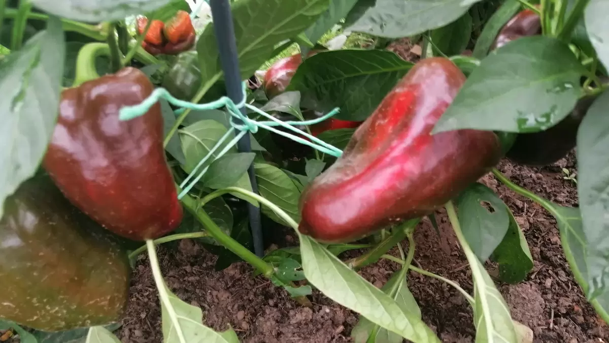 Секреты урожайных перцев: как калийная подкормка изменяет подход к огородничеству