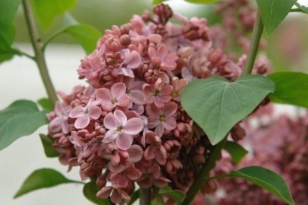 ��������� ����� ������, ������� ���������� ��� ���