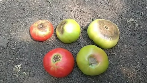 ������� ��������� ������: ��� ��������� ���������� �������� � �������