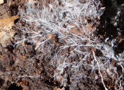 ������� ������ � ��������: ���� � �������� �����