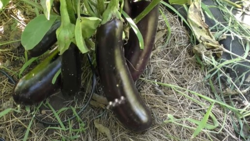 ��� ��������� ������ ���������: ������������ ��� ����������� ���������?