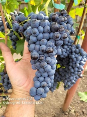 �������� �������: �������� ���� ��� ������������ ������������ ������� ���