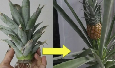 ����������� ������� �� ��������: ������ � ���������