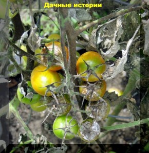 ������� ������: ������� ��������� ����������� � ������� ��� �����������