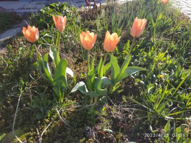 ��� �� ������: ������� � ������ ��� �����������