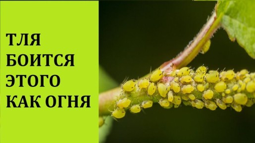 ���-������� ��� ������ � ����: ��� ������ ���� ������ ��� �����