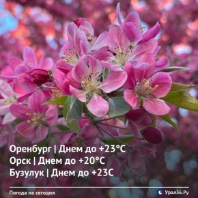 ������ ����