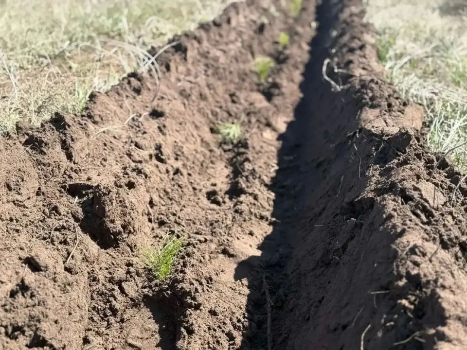 В Оренбуржье с начала года высадили около полумиллиона саженцев лесных растений В Оренбуржье с начала года высадили около полумиллиона саженцев лесных растений