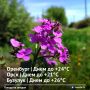 Доброе утро