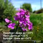 Доброе утро