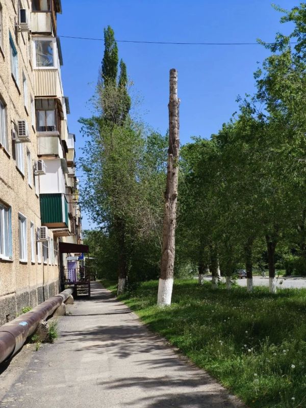 «Страшно проходить мимо»: Сухое дерево стоит около детского клуба в Ясном