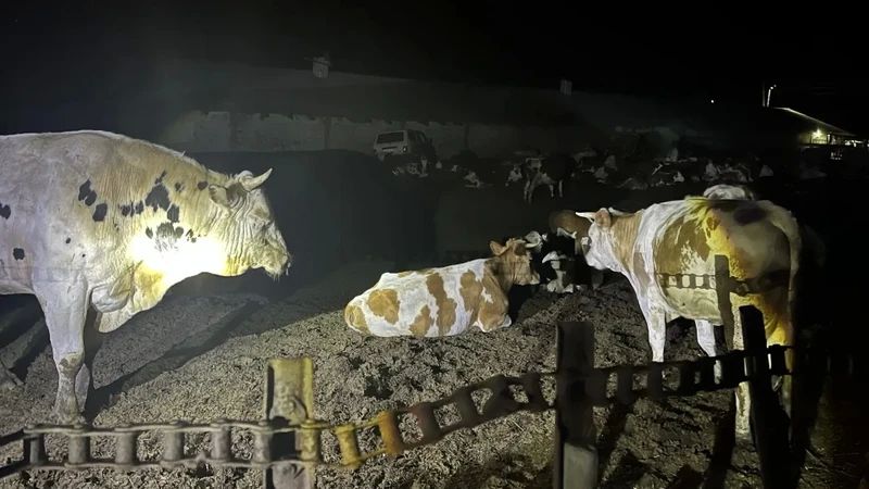Бык напал на рабочего животноводческой базы в Оренбуржье