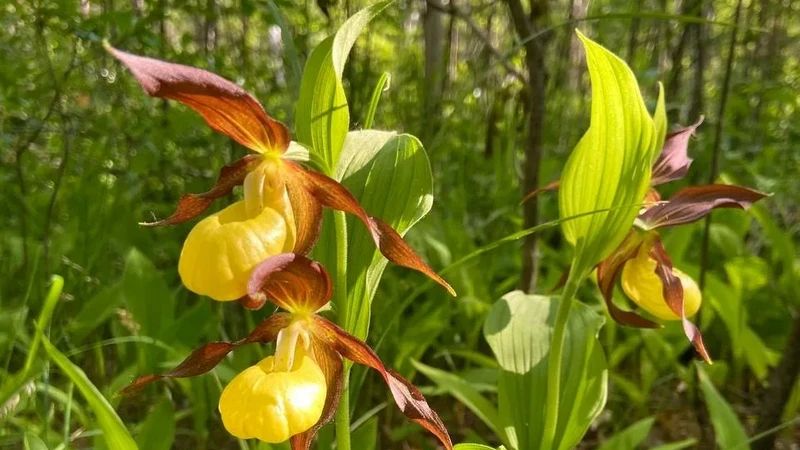 Редчайшая краснокнижная орхидея распустилась в Бузулукском бору