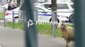 В соцсетях вирусится видео, как жертвенный баран удрал с празднования Курбан-байрама в Центральной мечети Оренбурга и устроил забег по центру города