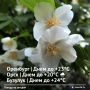Доброе утро