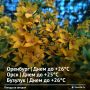 Доброе утро