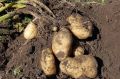 Секреты успешного ухода за картофелем в июне: от рыхления до борьбы с вредителями