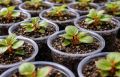 Как вырастить крепкие кусты бегонии: секреты успешного старта