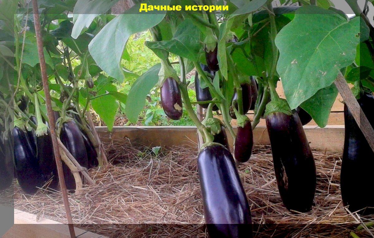 Выращивание баклажанов: секреты и советы для начинающих
