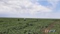 Оренбургская область в два раза увеличила экспорт продукции АПК