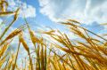 Оренбургская область в два раза увеличила экспорт продукции агропромышленного комплекса