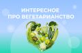 Вегетарианство: как отказываться от мяса без потери здоровья