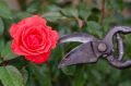 Как правильно обрезать розы: секреты gardeners