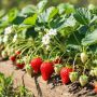 Осенний уход за земляникой для максимального урожая