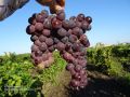Виноград мускат де Кодру: как вырастить идеальные грозди с ароматом муската