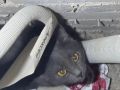 Кот застрял в электрощитке: в Оренбурге спасатели вызволили хвостатого «электрика»