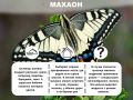 Лошадь Пржевальского, филин и махаон: Кого из краснокнижных животных сохраняют в Оренбургской области?