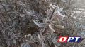Августовские сюрпризы: готовимся к заморозкам!