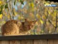 7 сентября, понедельник. Продолжительность светового дня в Оренбурге — 13 часов 12 минут
