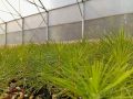 В лесном питомнике Бузулукского бора подрастает новое поколение сосен