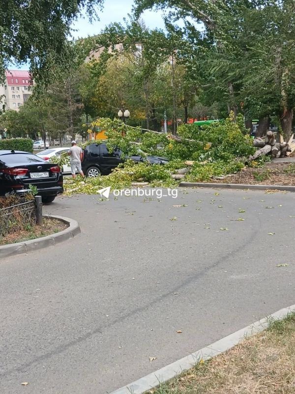 В Оренбурге на проспекте Дзержинского дерево упало на машины
