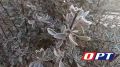 В Оренбургской области ожидаются заморозки