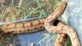 Ядовитую гадюку обнаружили на одной из детских площадок в Оренбурге