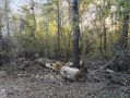 Жители СНТ в Оренбурге просят убрать аварийные деревья возле дороги