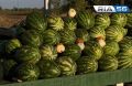В Соль-Илецке на местных рынках начали продавать арбузы сорта «Холодок»