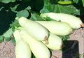Как сохранить кабачки до весны: советы оренбуржцам
